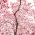 5 Best Trees to Photograph This Spring